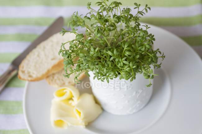 Crescione fresco in vaso — Foto stock