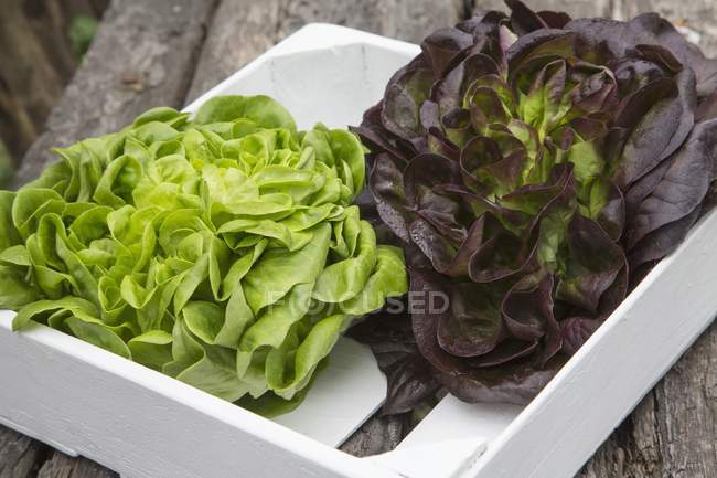 Red and green lettuce in crate — Stock Photo
