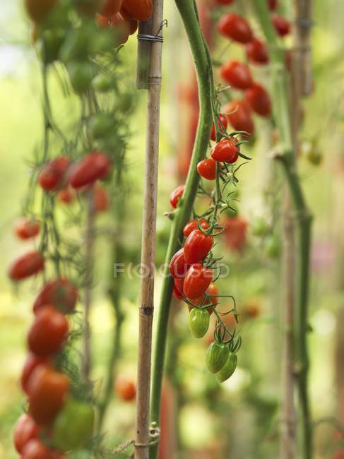 Вишневі помідори, що ростуть на рослині — стокове фото