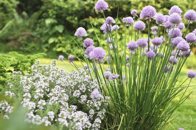 Flowering chives and thyme in garden — Stock Photo