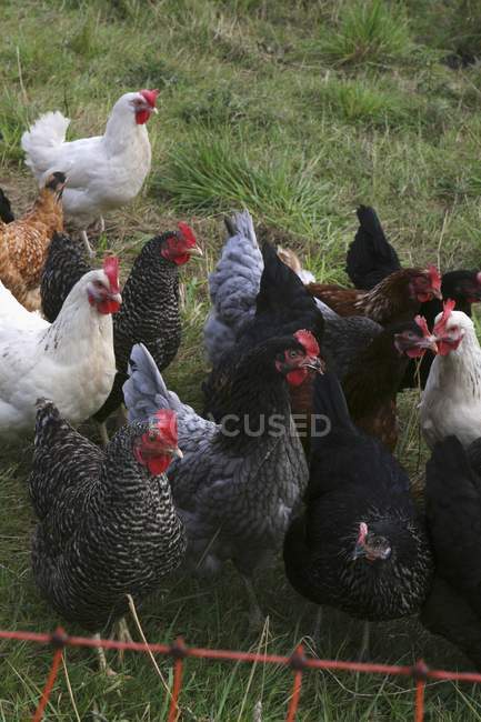 Visão diurna de diferentes galinhas coloridas na grama — Fotografia de Stock