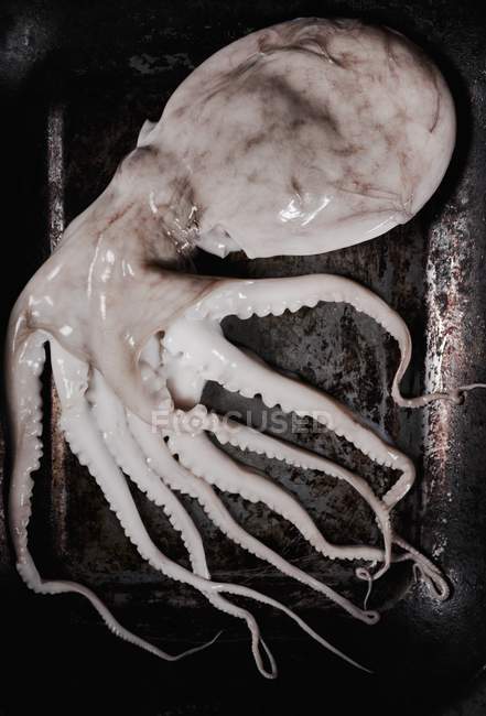 Calamar fresco en bandeja para hornear - foto de stock