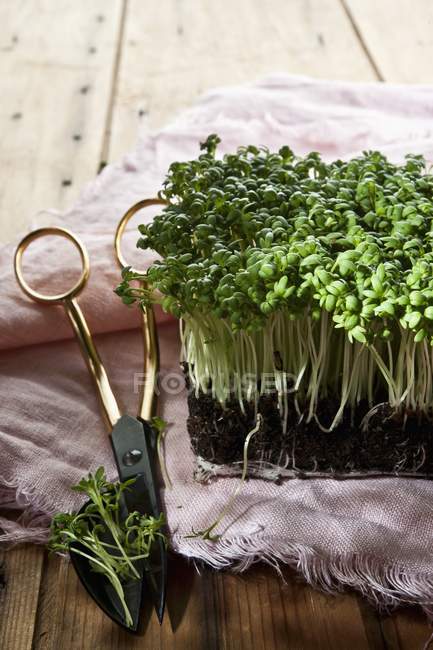 Fresh cress on a linen cloth with herb scissors — Stock Photo