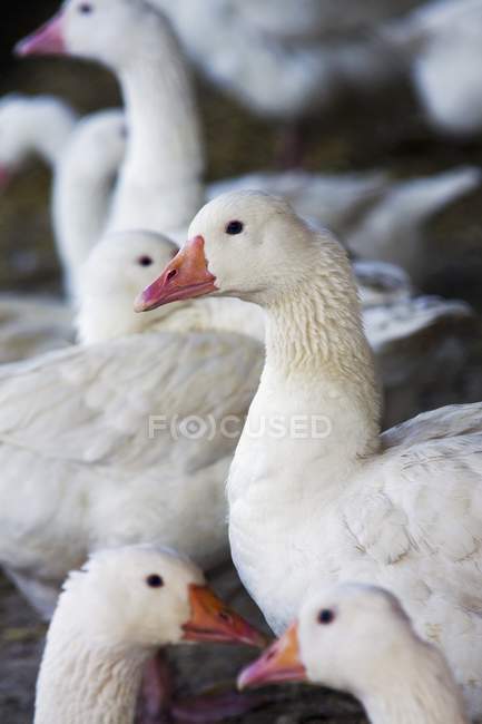 Крупним планом обрізаний вид на натовп білих гусей — стокове фото