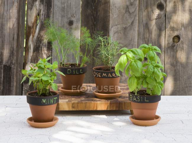Various types of herbs in flower pots with labels — Stock Photo