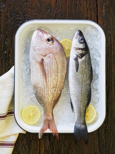 Red snapper and sea bass — Stock Photo