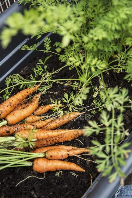 Zanahorias frescas crudas - foto de stock
