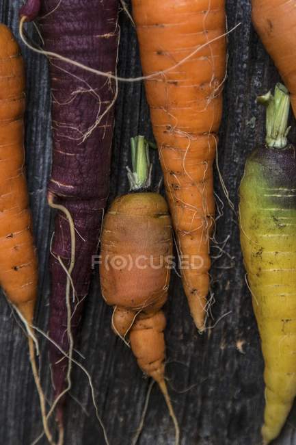 Различные свежие морковки — стоковое фото