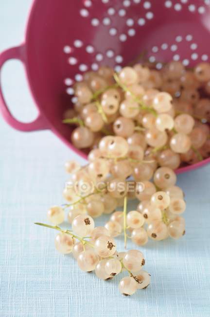 White currants and bowl — Stock Photo