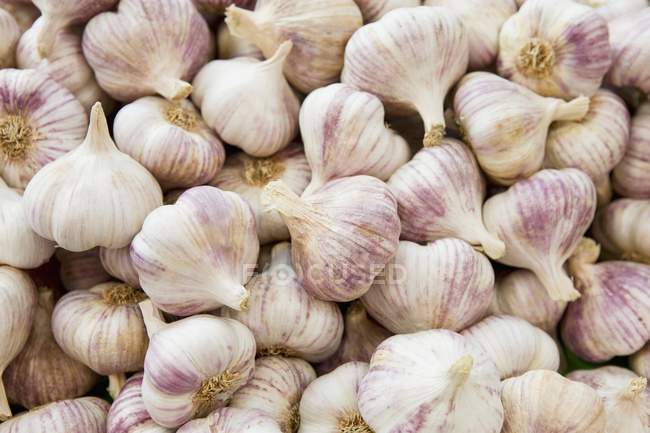 Fresh picked garlic bulbs — Stock Photo