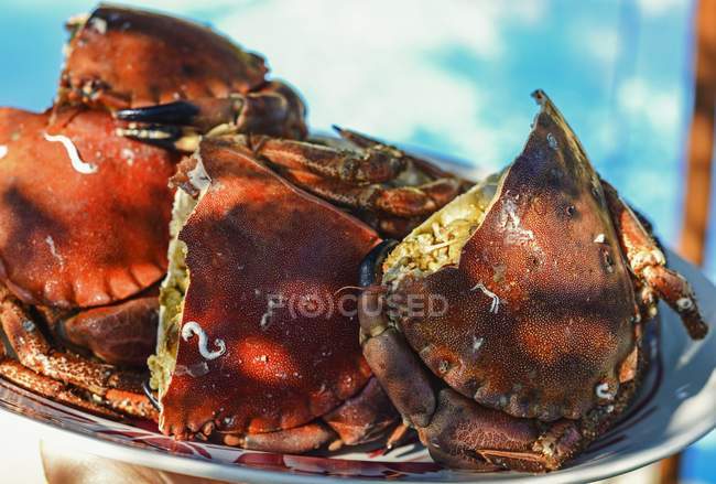 Closeup view of stuffed crabs on white dish — Stock Photo