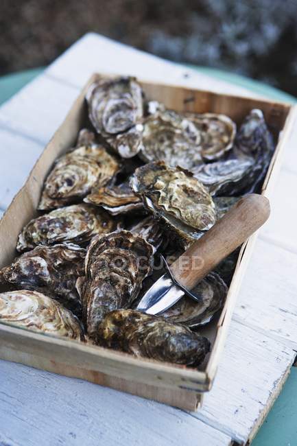 Vista de cerca de las ostras de Marennes captura con cuchillo en caja - foto de stock