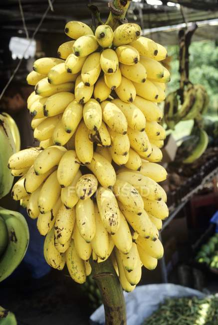 Racimo de plátanos maduros frescos - foto de stock