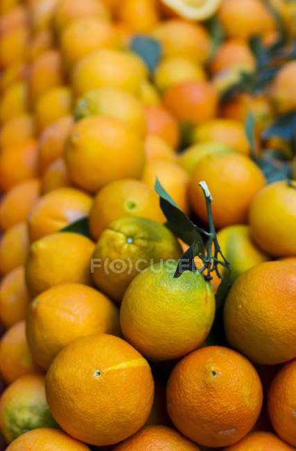 Laranjas maduras frescas — Fotografia de Stock