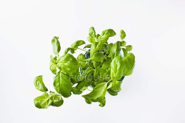 Mini basilic frais — Photo de stock