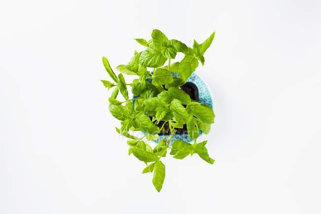 Mint growing in flowers pot — Stock Photo