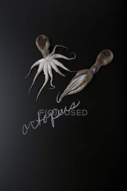 Свежие сырые осьминоги — стоковое фото