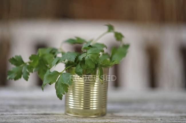 Fresh parsley in tin can — Stock Photo