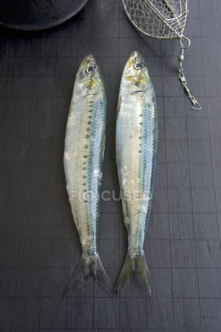 Raw sardines with wire bait — Stock Photo
