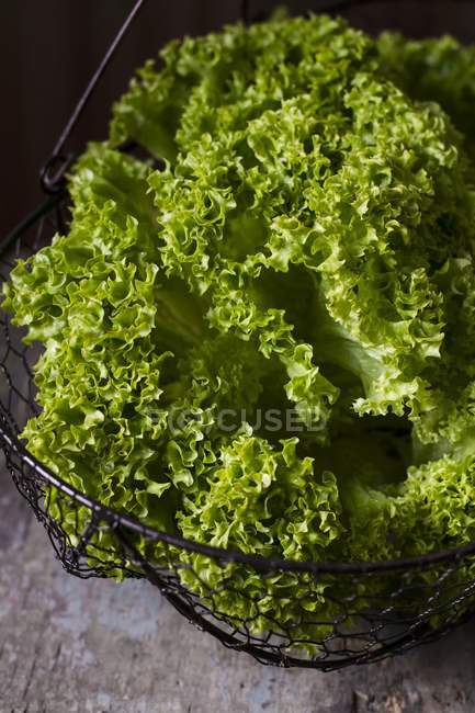 Fresh frisee salad in wire basket — Stock Photo