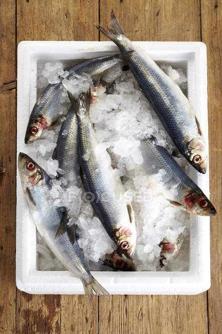 Fresh herrings in bucket of ice — Stock Photo