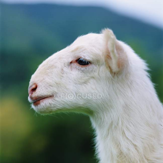 Testa di agnello bianco — Foto stock