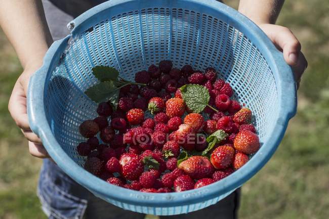 Hands holding bowl with raspberries — Stock Photo