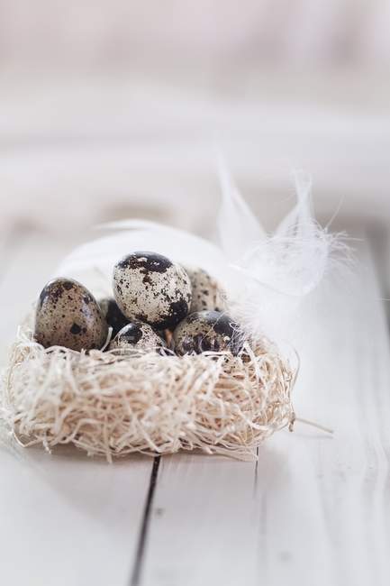 Vista de cerca de huevos de codorniz en un nido de heno con una pluma - foto de stock