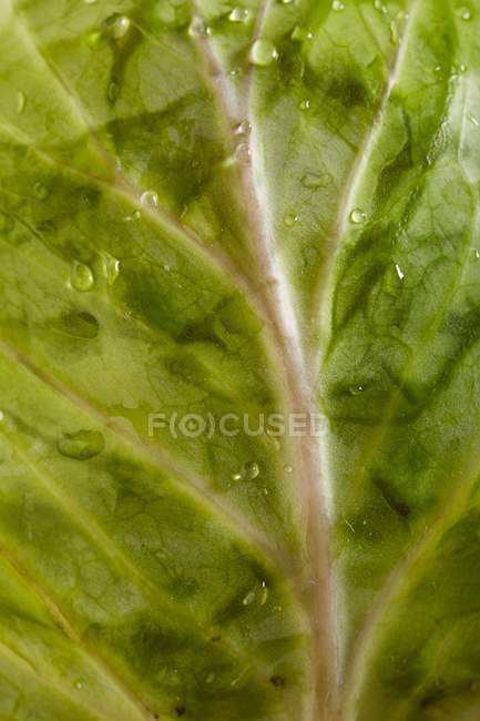 Freshly washed white cabbage — Stock Photo