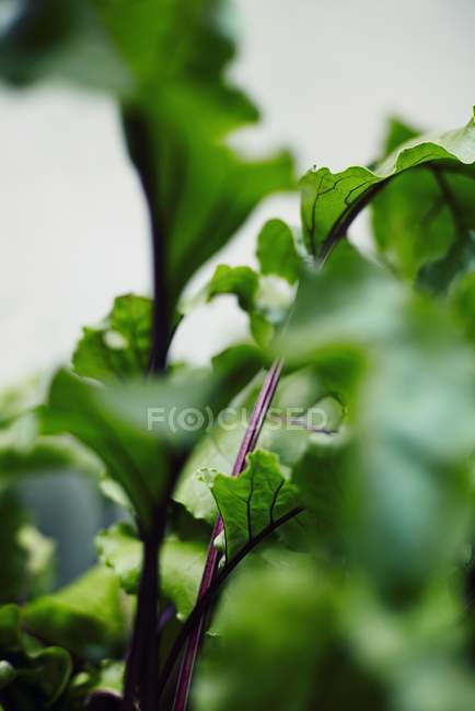 Foglie di barbabietola in un giardino su sfondo sfocato — Foto stock