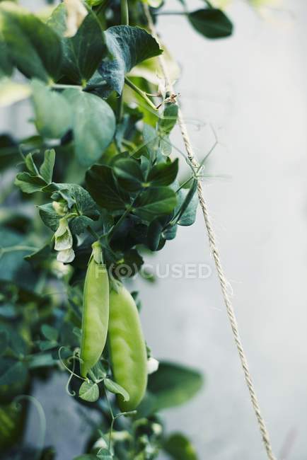 Erbsenpflanzen im Garten über weiße Holzoberfläche — Stockfoto