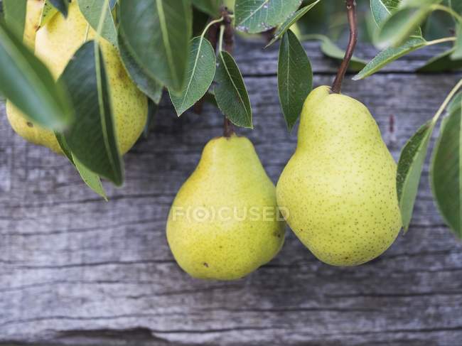 Fresh Pears with leaves — Stock Photo