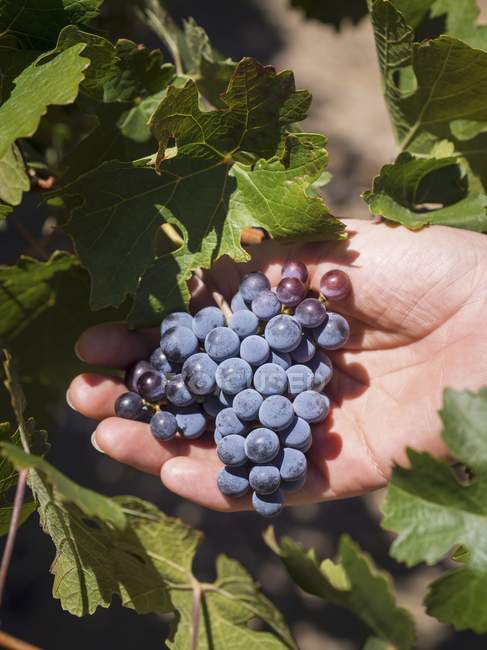 Людська рука збирає виноград — стокове фото