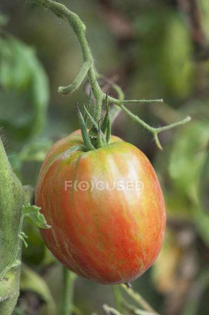 Pomodoro che cresce su pianta — Foto stock