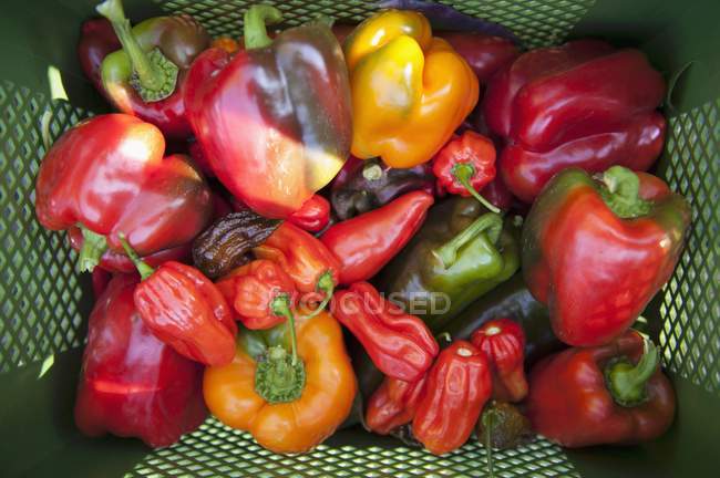 Peperoni freschi colorati — Foto stock