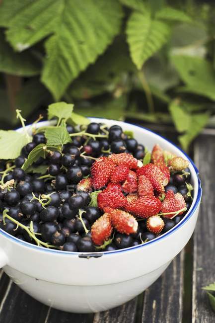 Blackcurrants and wild strawberries — Stock Photo