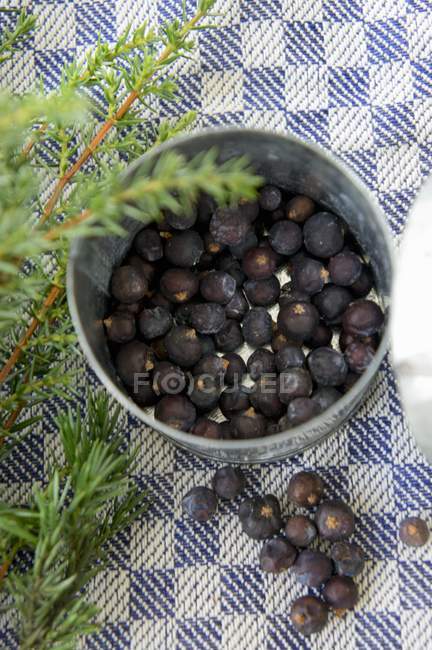 Juniper berries and sprig — Stock Photo