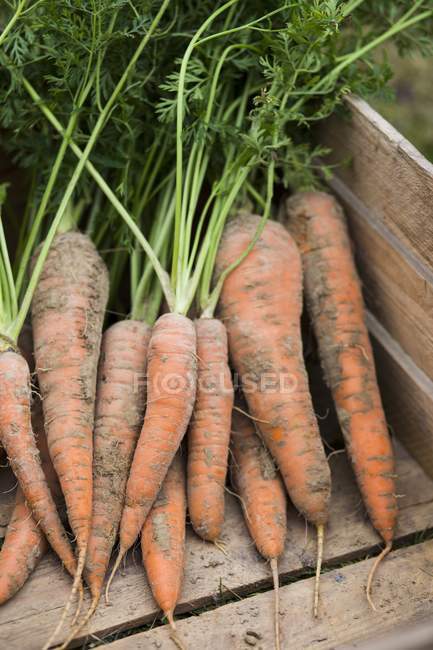 Freshly harvested carrots — Stock Photo