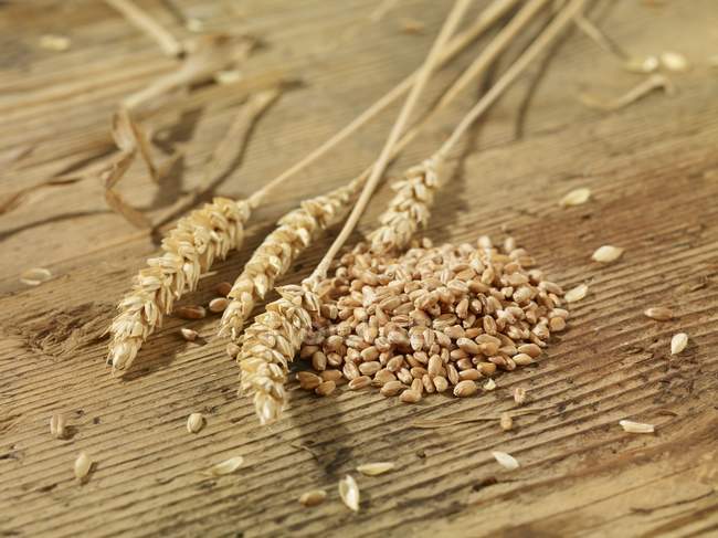 Семена пшеницы и колосья — стоковое фото
