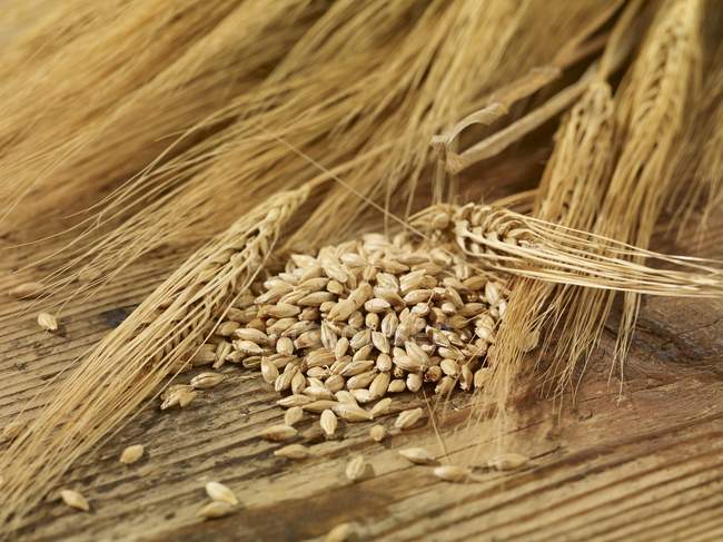 Barley seeds and ears of barley — Stock Photo