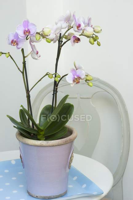 Vista de cerca de una orquídea púrpura y blanca en una olla - foto de stock