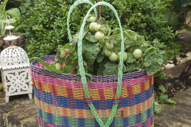 Tomato plants in a colourful plastic basket outside on a stone wall — Stock Photo