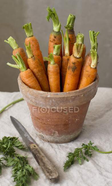 Zanahorias orgánicas frescas - foto de stock