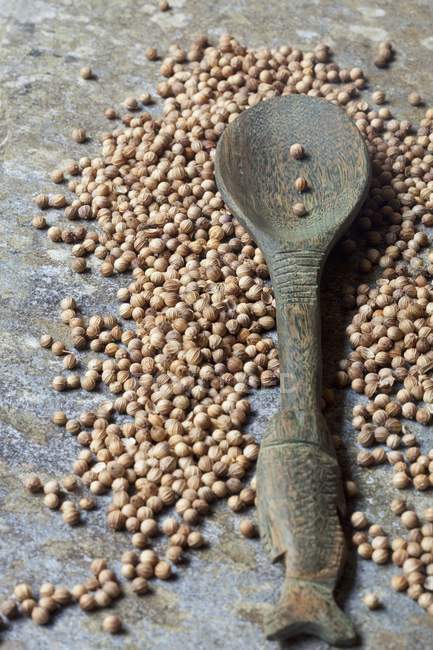 Coriander seeds with spoon — Stock Photo