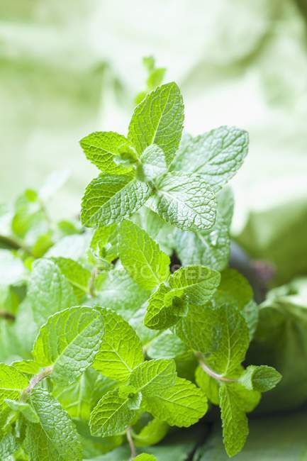 Fresh mint sprigs — Stock Photo