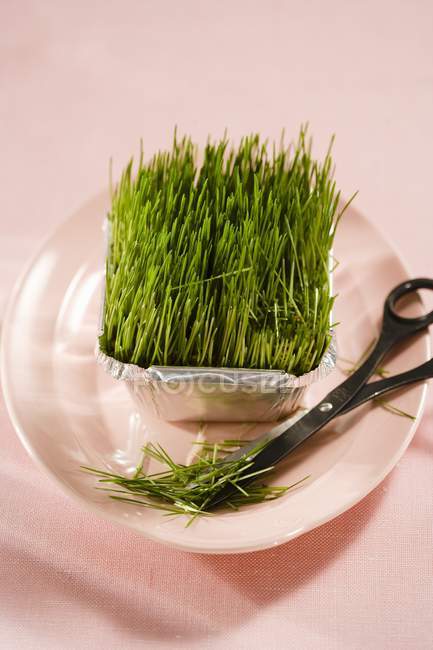 Fresh wheatgrass in an aluminium dish with scissors — Stock Photo