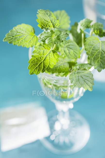 Bálsamo de limão em vidro de água — Fotografia de Stock