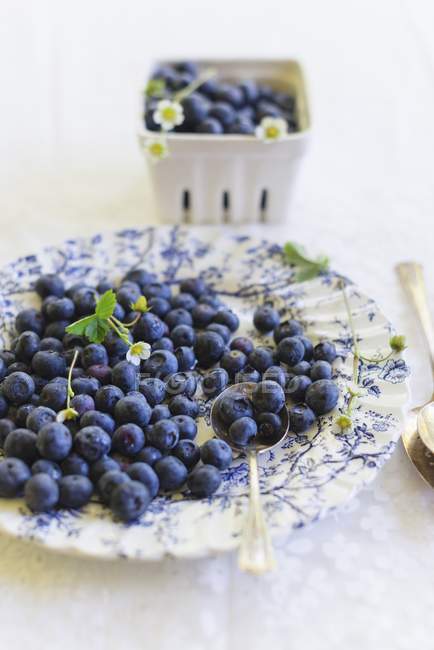 Blueberries on floral-patterned plate — Stock Photo