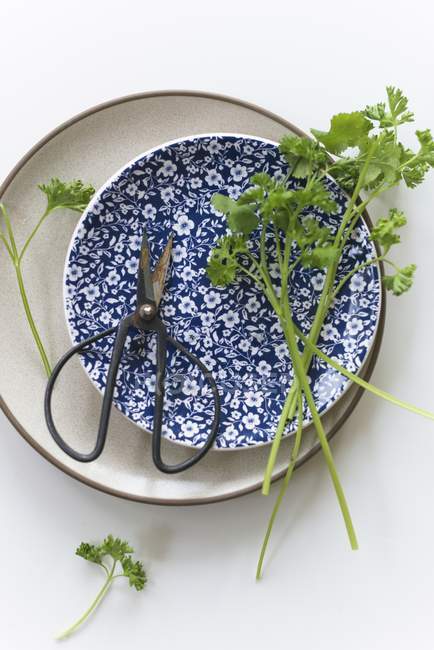 Perejil fresco y ramitas de cilantro - foto de stock
