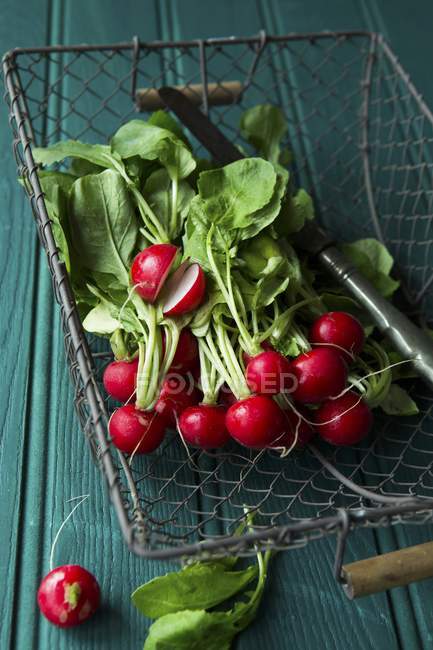 Radishes with leaves in wire basket — Stock Photo